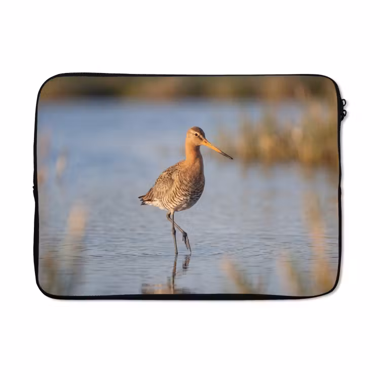 Laptophoes - Vogel - Steltloper - Water - Natuur — 5