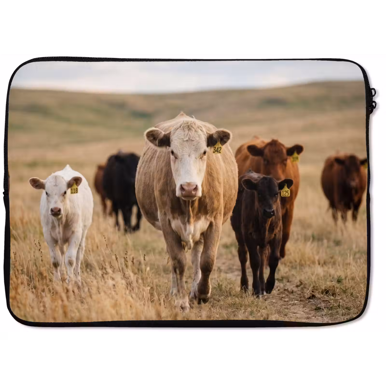 Laptophoes - Runderen - Kudde - Landschap - Weide - Rustig — 1