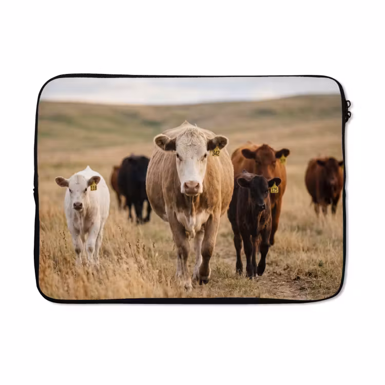 Laptophoes - Runderen - Kudde - Landschap - Weide - Rustig — 5