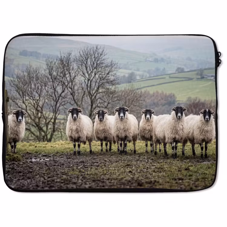 Laptophoes - Schapen - Rij - Weide - Dieren - Platteland — 1