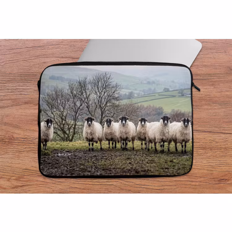 Laptophoes - Schapen - Rij - Weide - Dieren - Platteland — 2