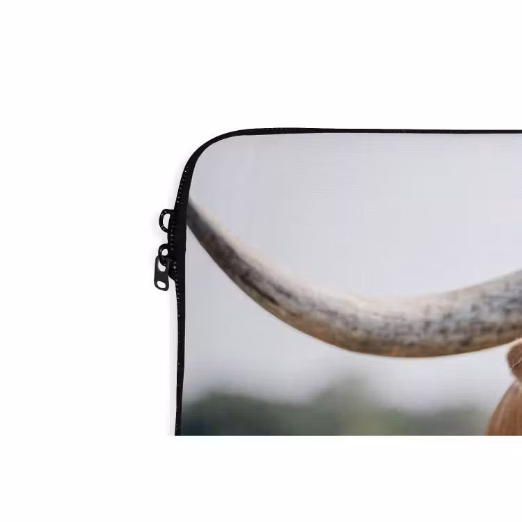 Laptophoes - Texas Longhorn - Kalf - Weide - Dieren — 6