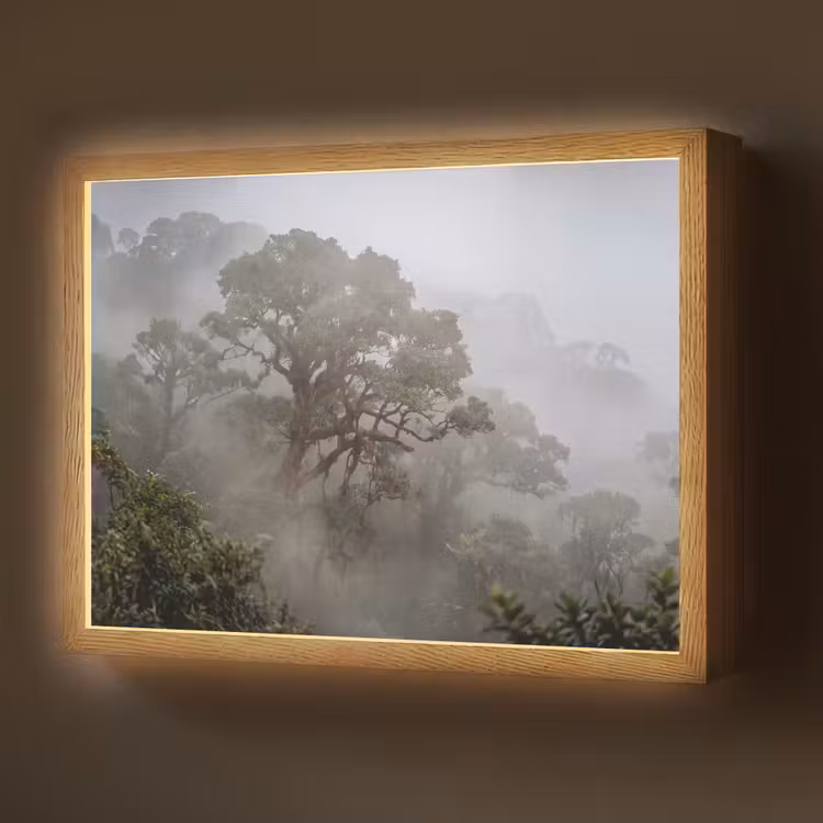 Lightbox - Wandlamp - Boom - Mistig - Bos - Groen - Natuur — 1