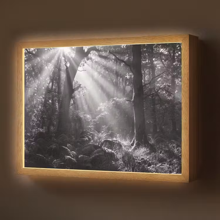 Lightbox - Wandlamp - Bos - Lichtstralen - Natuur - Zwart-wit — 1