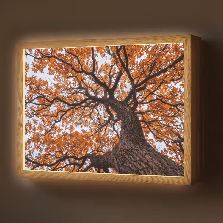 Lightbox - Wandlamp - Boom - Bladerdak - Herfst - Oranje - Sfeervol — 1