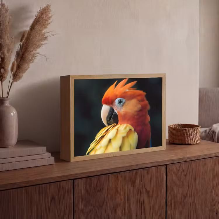 Lightbox - Wandlamp - Close-up - Papegaai - Veren - Oranje — 4