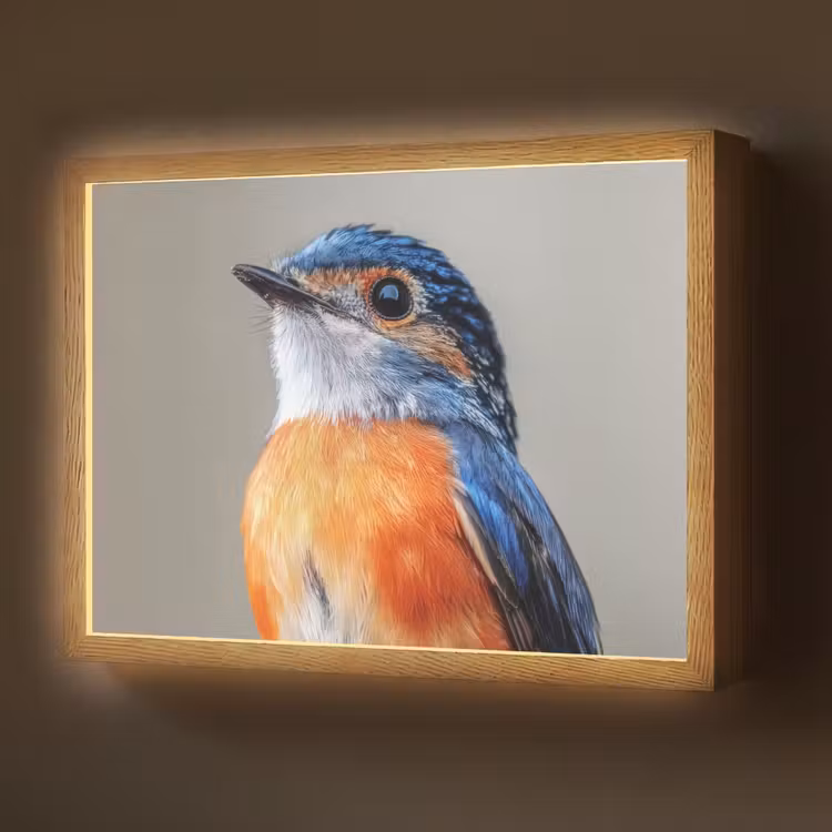 Lightbox - Wandlamp - Kleurrijk - Vogeltje - Veren - Blauw — 1