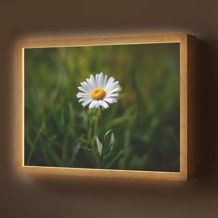 Lightbox - Wandlamp - Wit - Madeliefje - Bloem - Gras — 1