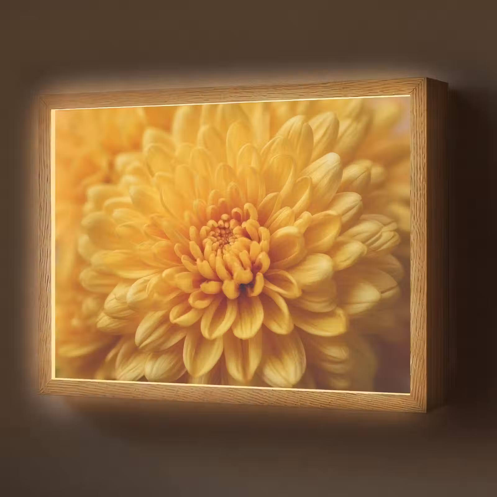 Lightbox - Wandlamp - Geel - Chrysant - Zachtheid — 1