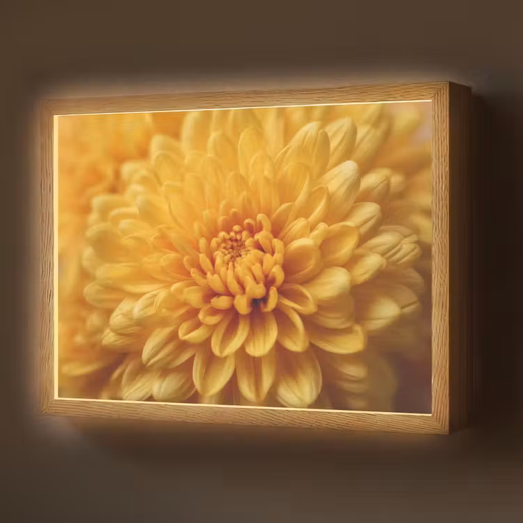 Lightbox - Wandlamp - Geel - Chrysant - Zachtheid — 1