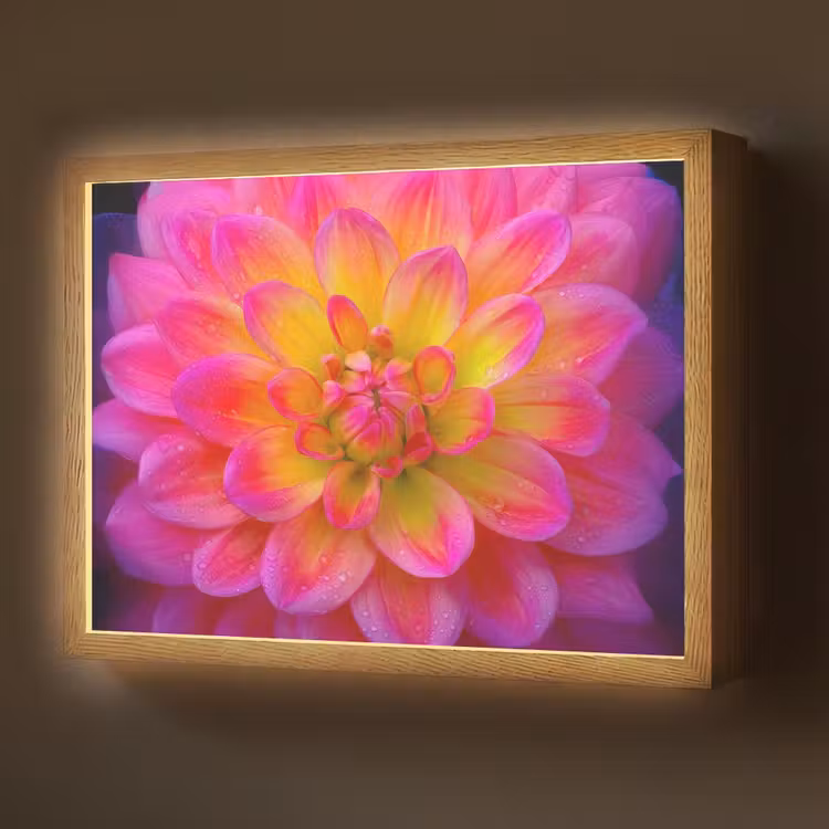Lightbox - Wandlamp - Roze - Dahlia - Kleurrijk — 1