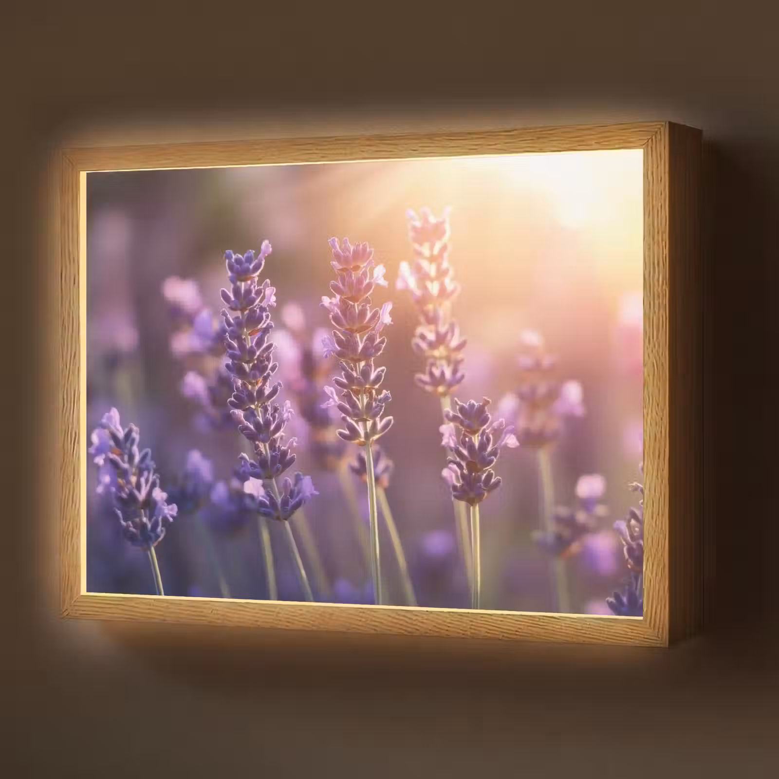 Lightbox - Wandlamp - Lavendelbloemen - Paars - Zonlicht — 1