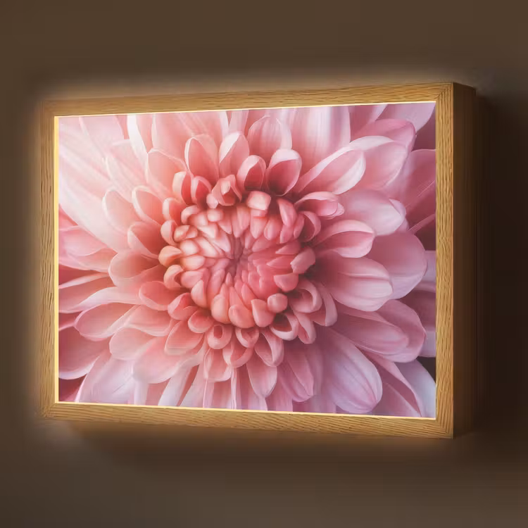Lightbox - Wandlamp - Dahlia - Bloem - Close up - Roze — 1