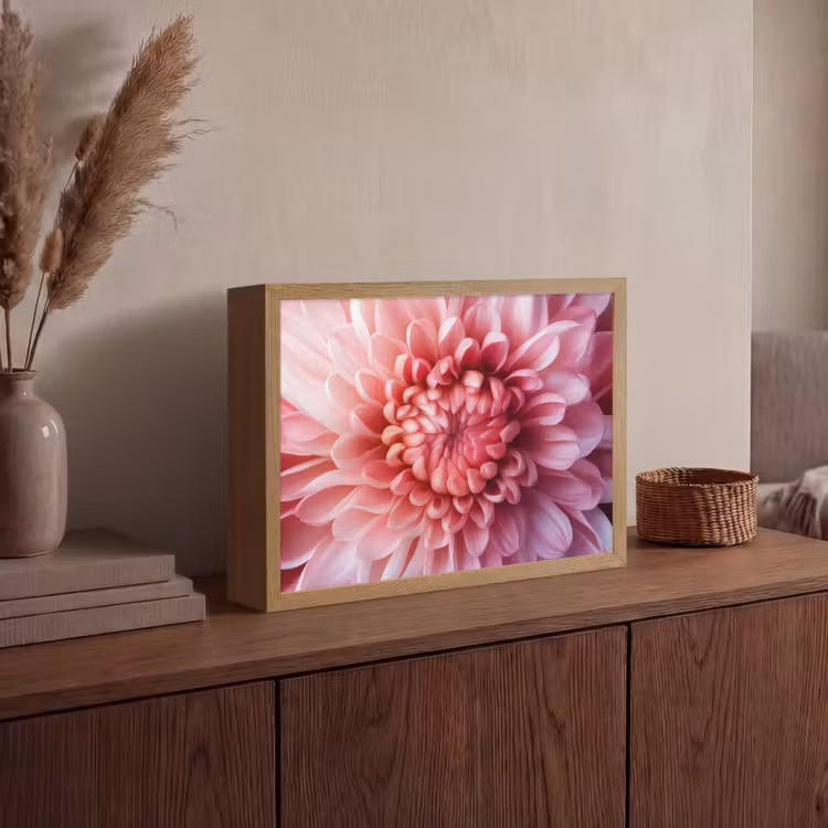 Lightbox - Wandlamp - Dahlia - Bloem - Close up - Roze — 4