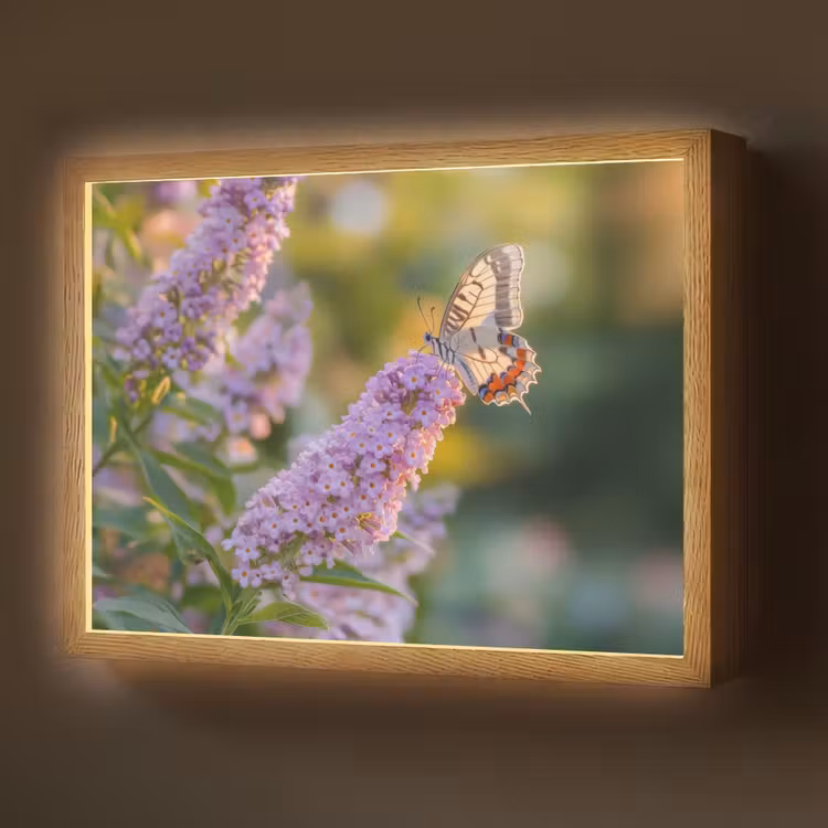 Lightbox - Wandlamp - Sierlijke - Vlinder - Paarse - Bloemen — 1