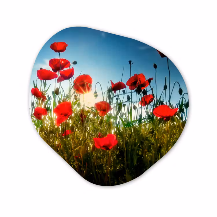 Organisch schilderij - Forex - Klaprozen - Toscane - Zon - Rood - Blauw — 1